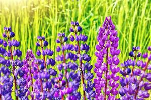 Summer landscape with beautiful bright lupine flowers photo