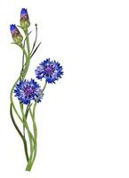 Flowers cornflowers isolated on white background photo