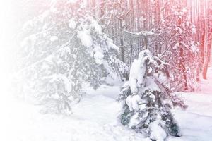 forest in the frost. Winter landscape. Snow covered trees. photo