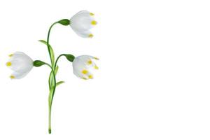 Spring flower snowdrop isolated on white background. photo