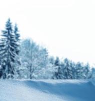 Frozen winter forest with snow covered trees. photo