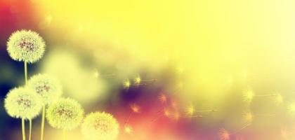 Blurred abstract floral background from the seeds of a dandelion flower and grass. photo