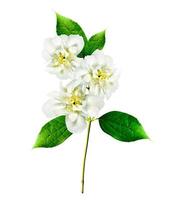 jasmine white flower isolated on white background photo