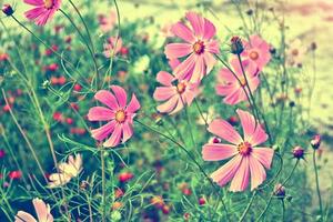 flores de cosmos coloridas en un paisaje de verano de fondo foto