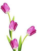 spring flowers tulips isolated on white background photo