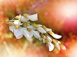 Summer landscape. bush blooming acacia photo