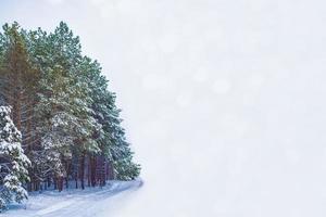 Frozen winter forest with snow covered trees. photo