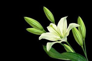 Flower lily isolated on black background. summer photo