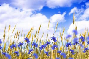 campo de flores azules de aciano contra el fondo del paisaje de verano. foto