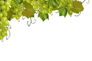 The branch of grapes isolated on white background. photo