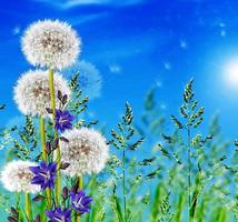 green grass on blue sky background photo