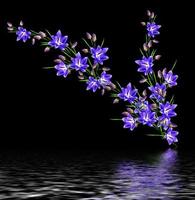 campanula flowers twig isolated on black background. delicate flower photo