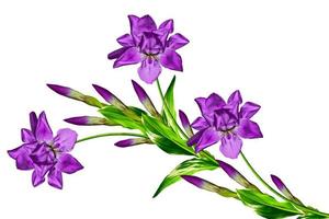 spring flowers  iris isolated on white background. beautiful flowers photo