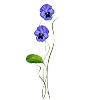 Pansy Violet with Green Leaves on white background photo