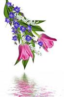 spring flowers tulips isolated on white background photo