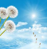 landscape dandelion flower photo