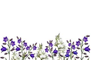 Flowers bells isolated on white background photo