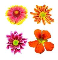 colorful bright flowers isolated on white background photo