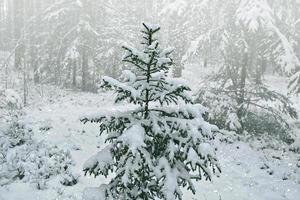 paisaje de invierno árboles cubiertos de nieve foto