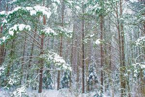 Frozen winter forest with snow covered trees. photo