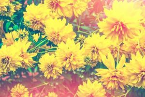 Colorful dahlia flowers on a background of the autumn landscape photo