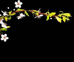 Flowering branch of cherry isolated on a black background. photo