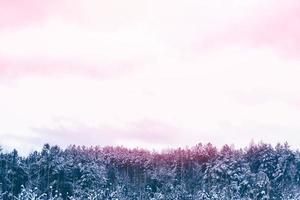 bosque de invierno congelado con árboles cubiertos de nieve. foto