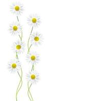 daisies summer flower isolated on white background. photo