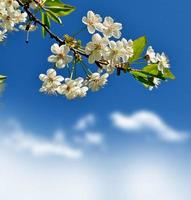 Branch of the cherry blossoms against the blue sky with clouds photo