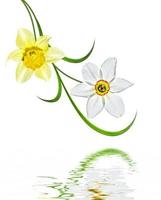 spring flowers narcissus isolated on white background photo