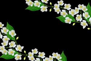 White jasmine flower. photo