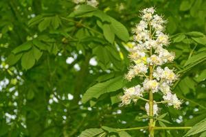 Bright and colorful flowers chestnut photo