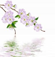 Flowering branch of apple isolated on a white background. Spring Flower. photo