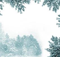 Frozen winter forest with snow covered trees. photo