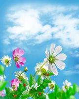 daisy flowers on blue sky background photo