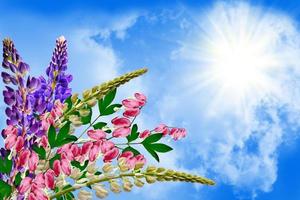 paisaje de verano con hermosas flores de lupino brillante foto