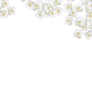 branch of jasmine flowers isolated on white background photo