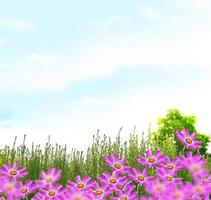 colorful cosmos flowers on a background summer landscape photo