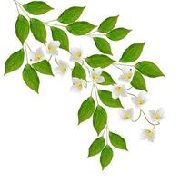 White jasmine flower. photo