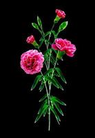Bouquet of flowers carnation. photo