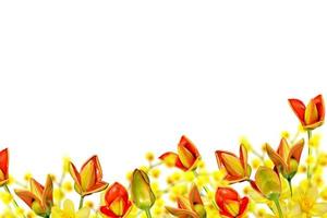 spring flowers tulips isolated on white background. photo