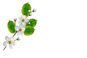 Flowering branch of cherry isolated on a white background. photo