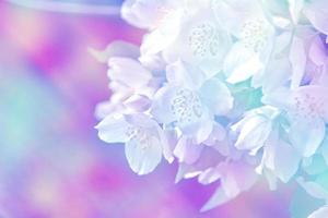 White jasmine The branch delicate spring flowers photo