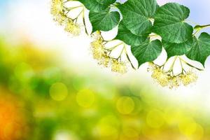 Sprig of flowering linden tree on the background of the spring landscape. photo