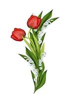 spring flowers tulips isolated on white background photo