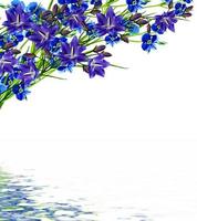 forget-me-flower isolated on white background photo