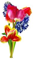 Spring flowers tulips and hyacinths isolated on white background photo