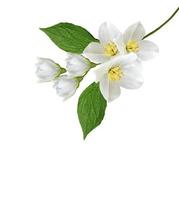 branch of jasmine flowers isolated on white background photo