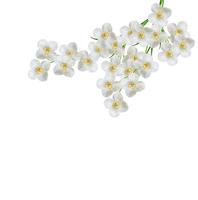 flor de jazmín blanco. foto