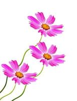 Cosmos flowers isolated on white background photo